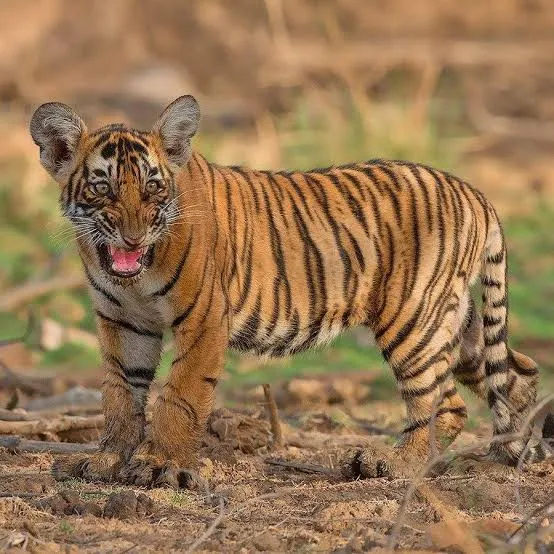 Ranthambore National Park